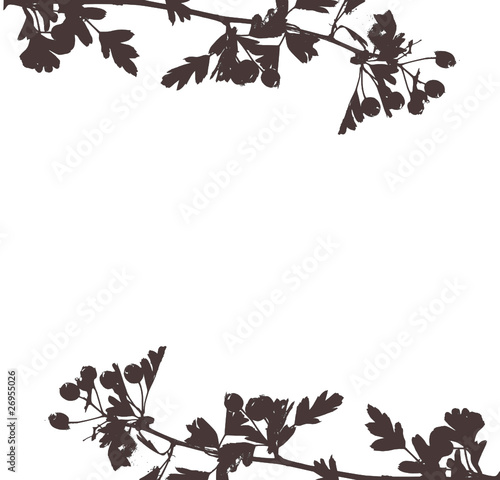 arrière plan plantes et baies