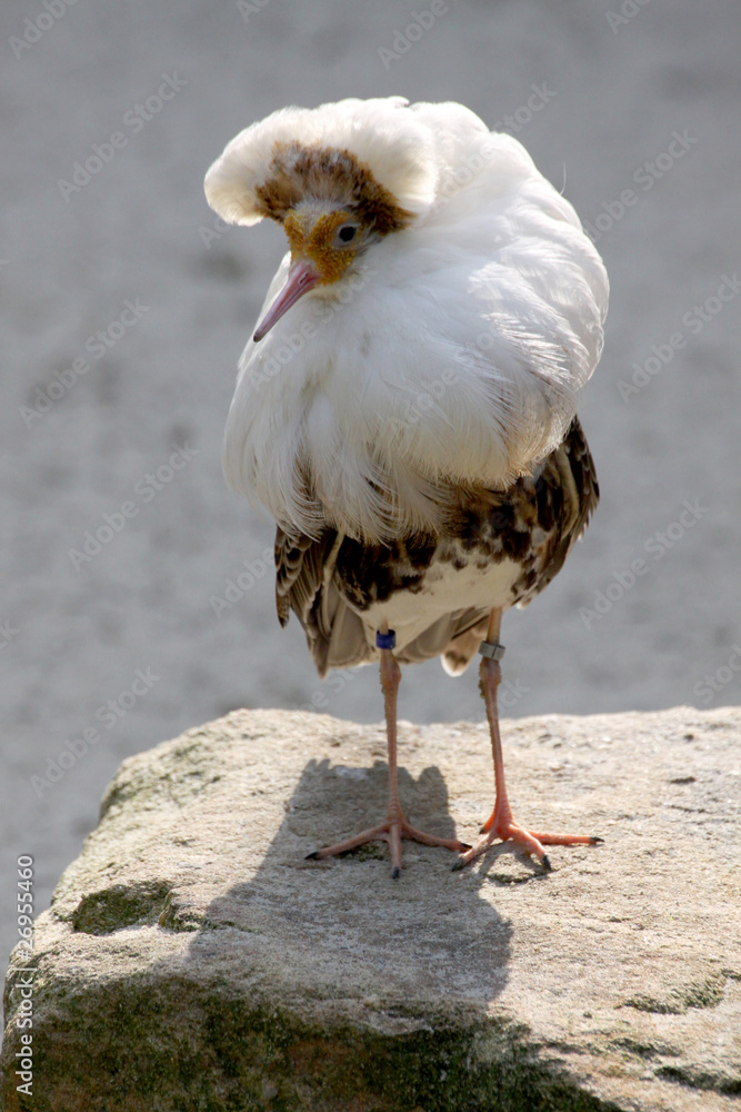 Kampfläufer