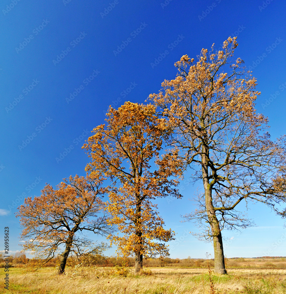 Three oak trees in the field