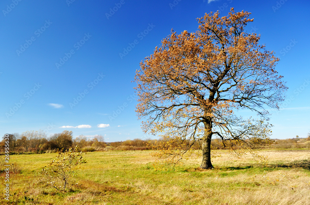 Lonely autumn oak tree