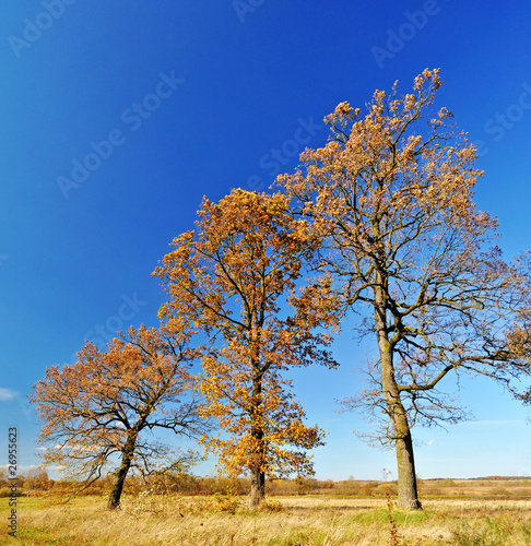 Obraz na płótnie Three oak trees in the field w salonie