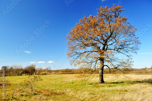 Obraz na płótnie Lonely autumn oak tree w salonie