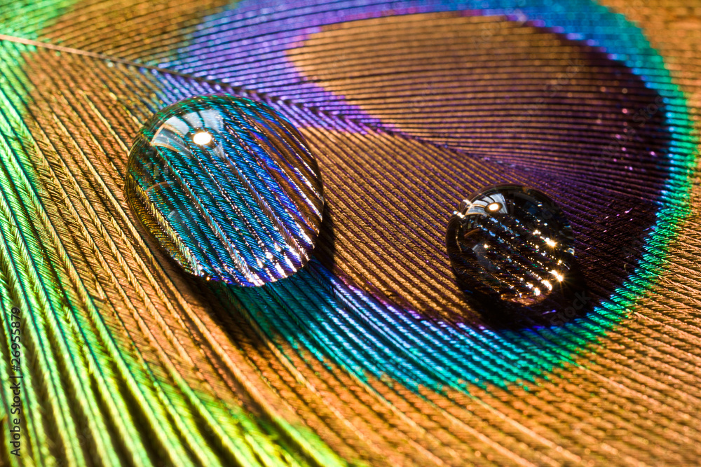 Fototapeta premium Drops on peacock's feather