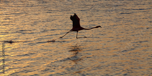 Flamingo right before takeoff at lake Gotomeer, Bonaire photo