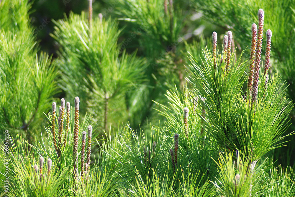 PIÑAS, CONOS, PINUS PINEA O PINO PIÑONERO Stock Photo | Adobe Stock