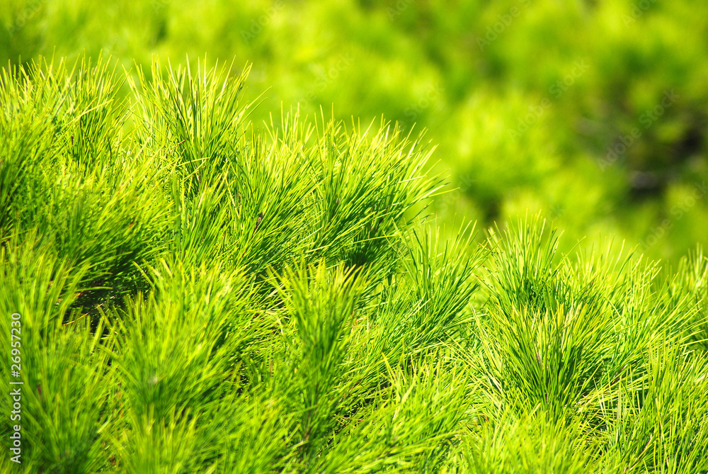 ACÍCULAS O AGUJAS DE PINUS PINEA O PINO PIÑONERO Stock-Foto | Adobe Stock