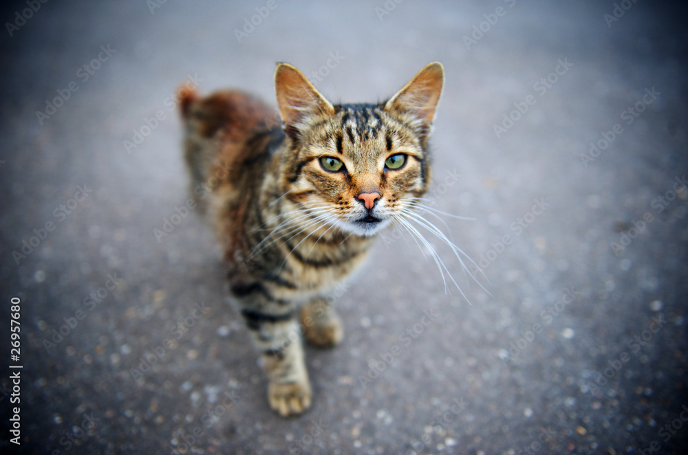 striped cat striped cat