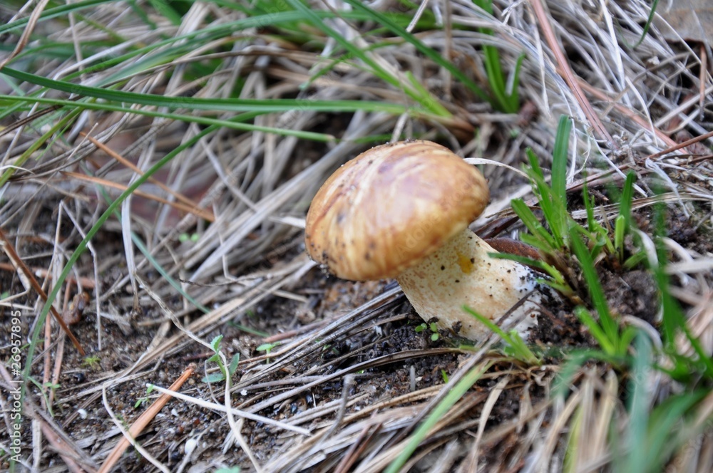 champignon champignon
