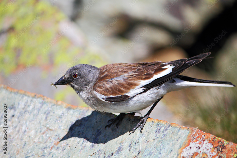 european snowfinch