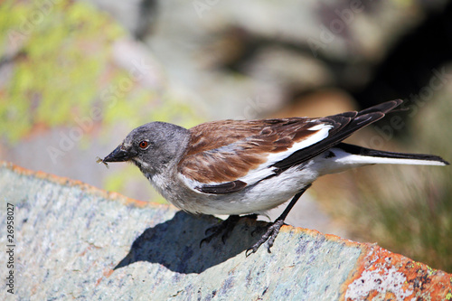 Obraz na płótnie european snowfinch w salonie