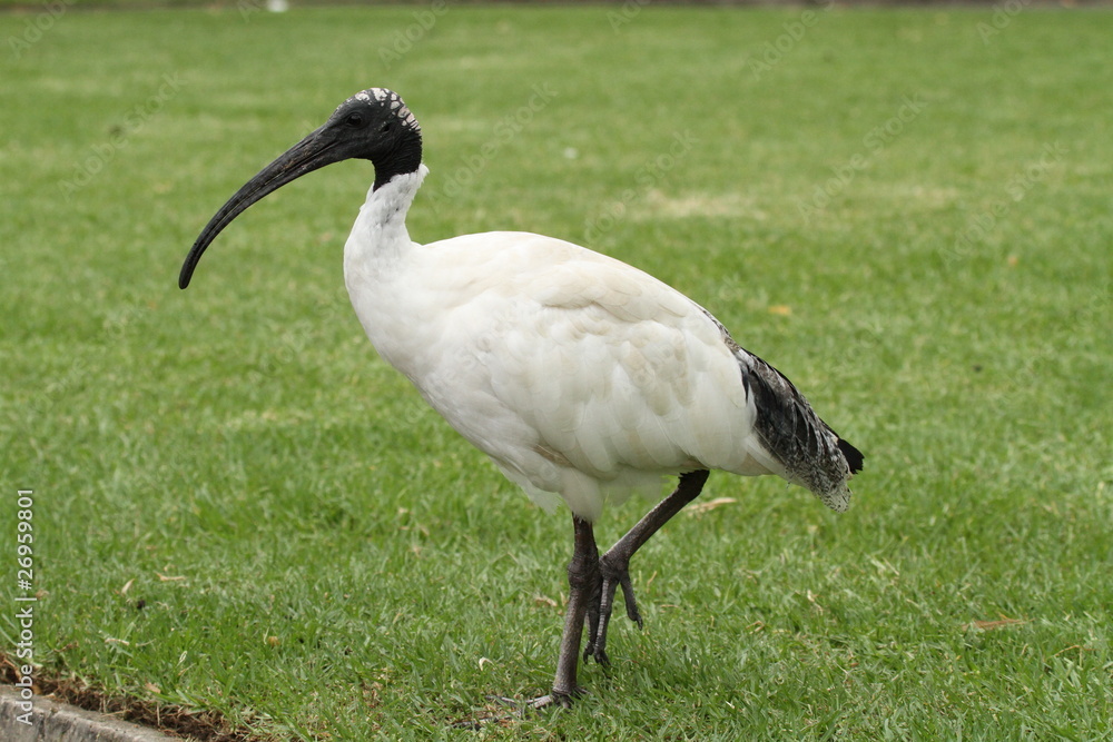 Fototapeta premium australian white ibis