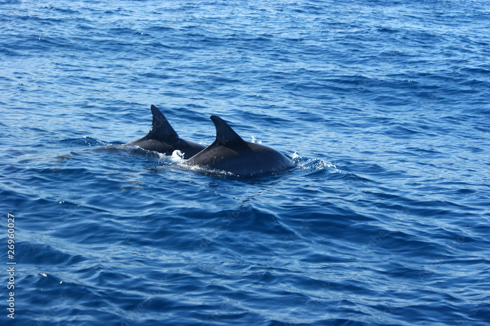 Fototapeta premium Dauphins entrain de nager dans l'océan Indien