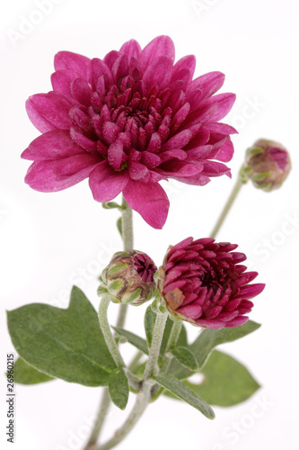 chrysanth  mes mauves