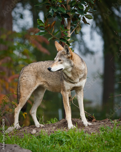 Red Wolf
