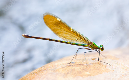 dragonfly photo