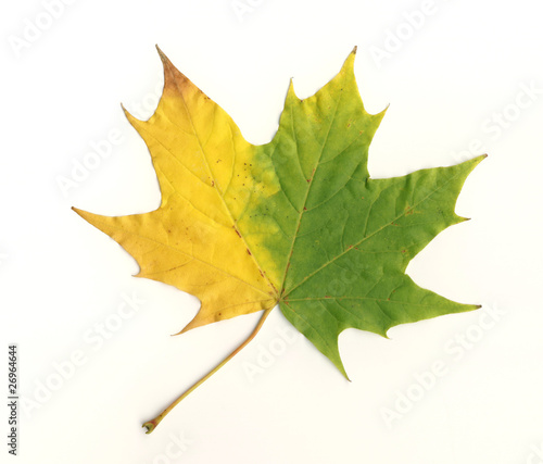 Single yellow and green coloured leaf on white