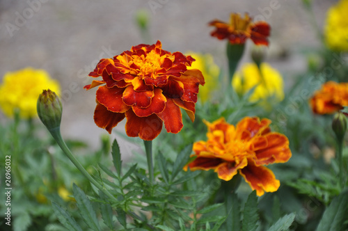 Tagetes