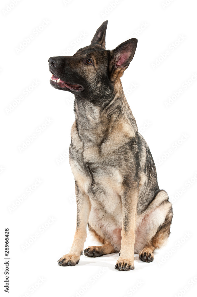 grey german shepherd dog