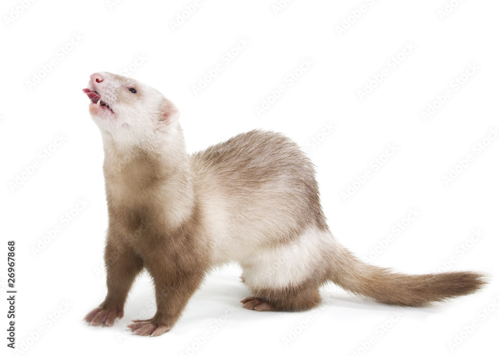 Ferret color champagne with tab on a white background Ferret color champagne with tab on a white background