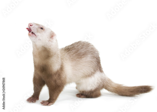 Ferret color champagne with tab on a white background © Irina K.