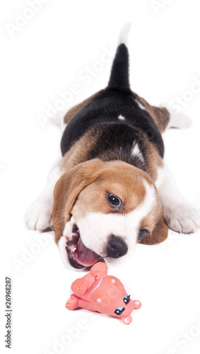 Beagle puppy reaches for the red toy