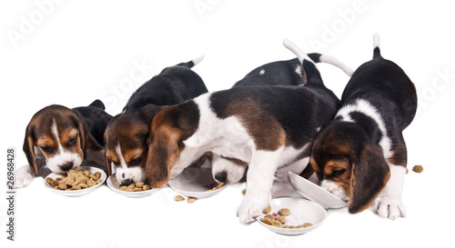 Beagle puppies rob each other dry food