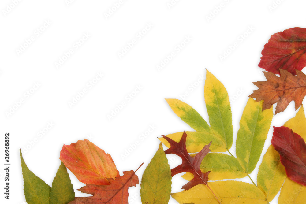 Obraz premium Herbstlaub freigestellt