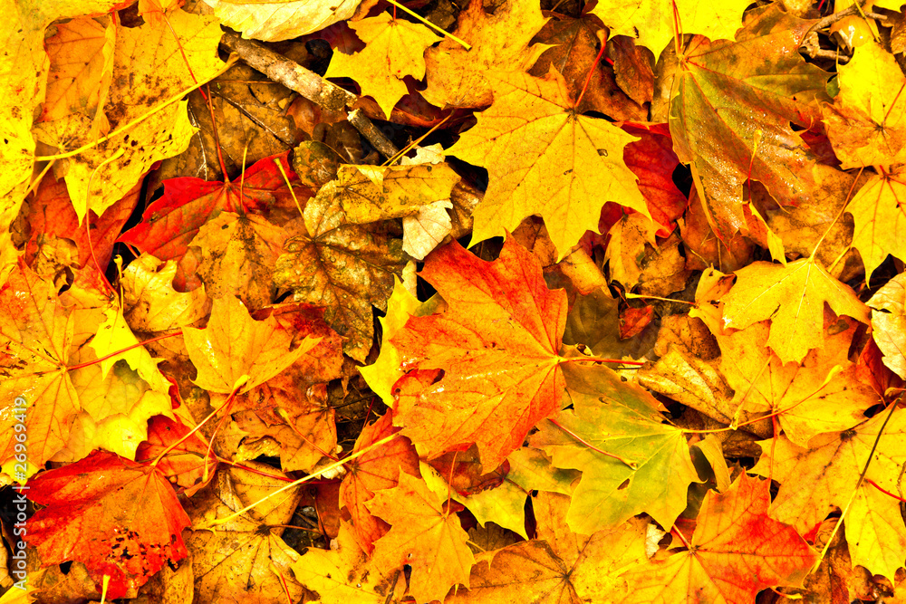 Fototapeta premium Background group autumn orange leaves. Outdoor