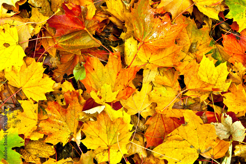 Background group autumn orange leaves. Outdoor