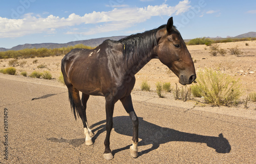 Hungry Horse on an Arizona Road