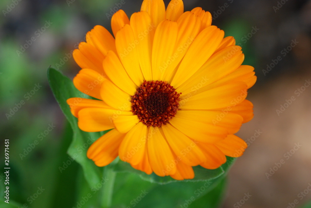 fleur fleur