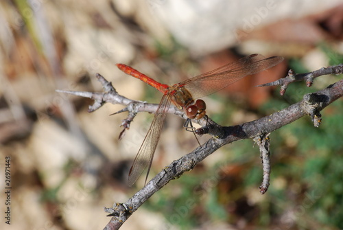 Wallpaper Mural libellule Torontodigital.ca