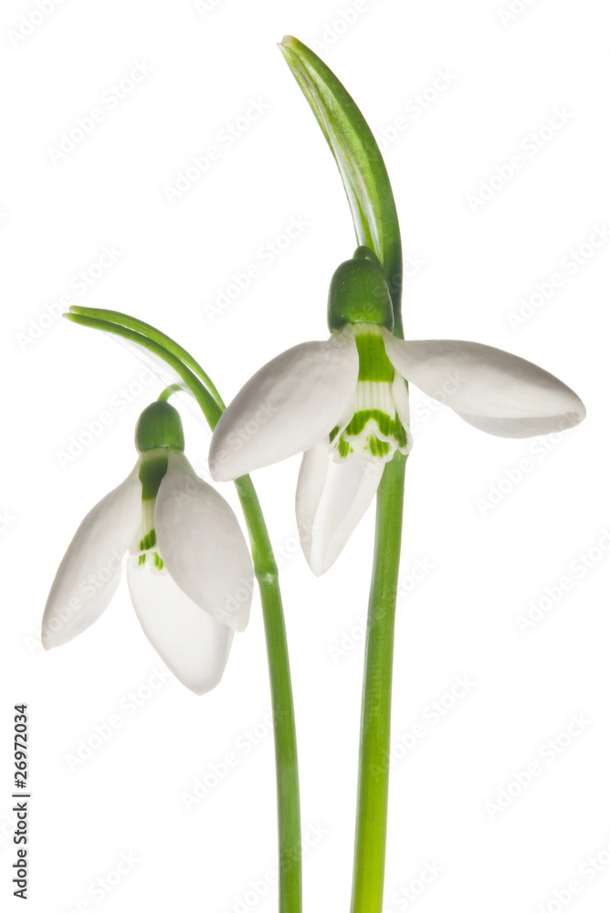 two snowdrops isolated two snowdrops isolated