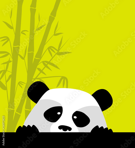 cute little panda need attantion photo