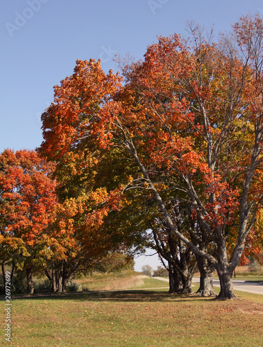 Trees in Fall