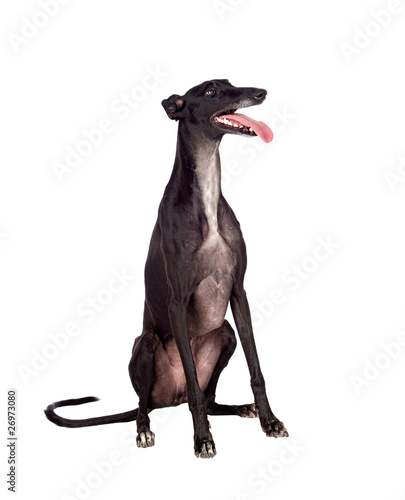 Valokuva Greyhound breed dog