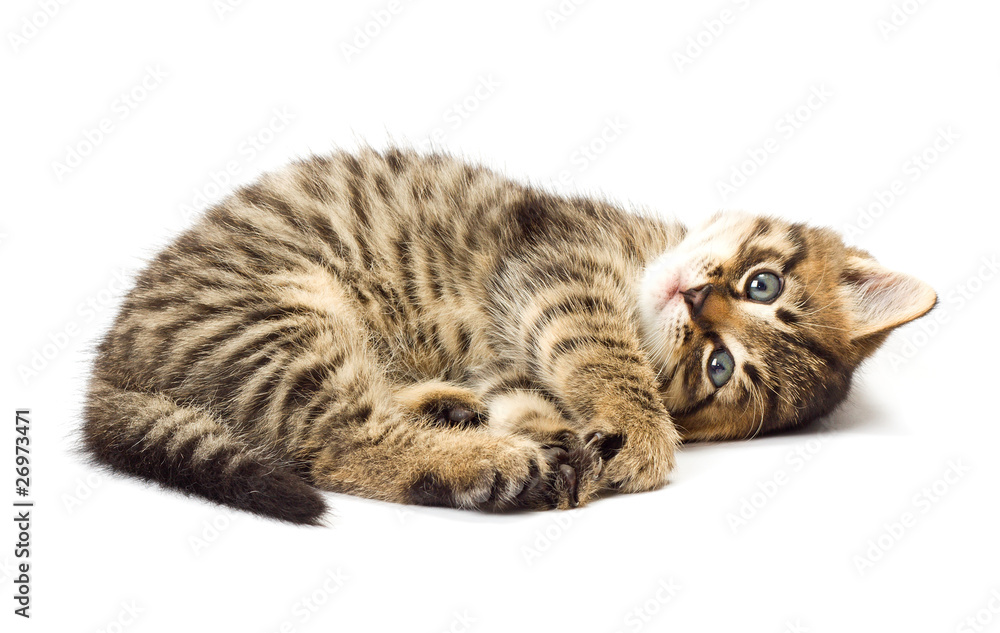 Fototapeta premium Funny kitten isolate in white