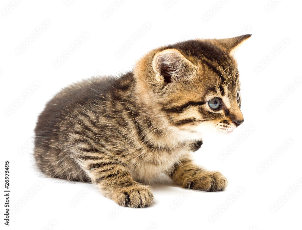 Obraz premium Funny kitten isolate in white