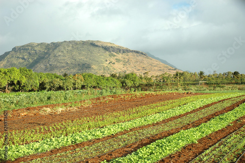 PAISAJE MAURICIO