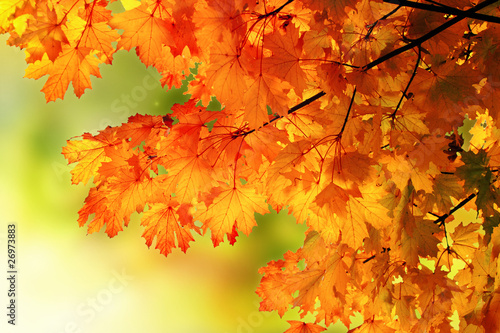 Autumn maple branch background