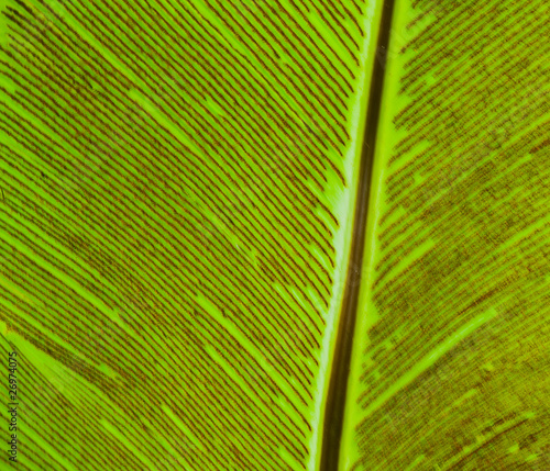 Fotografie Bird's nest fern leaf
