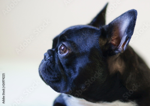 フレンチブルドッグの横顔