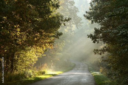 Rural road through the misty autumn forest at sunrise