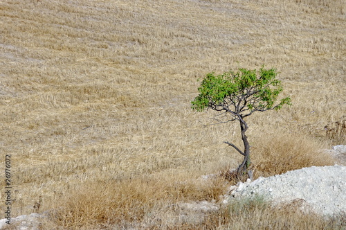 Petit arbre au bord d'un champ.