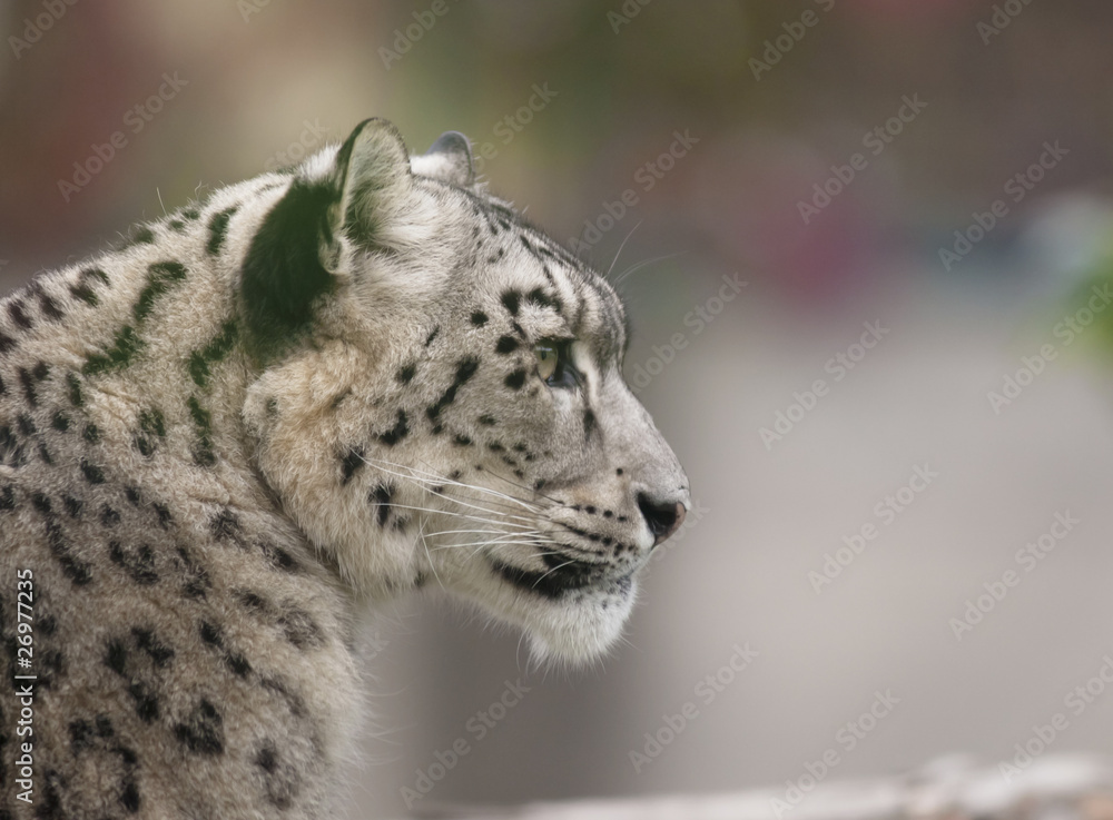 Snow leopard Snow leopard