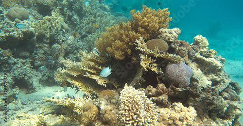coral reef , taba