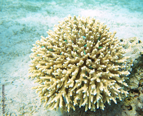 Wallpaper Mural coral reef , taba Torontodigital.ca