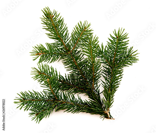 Pine branch