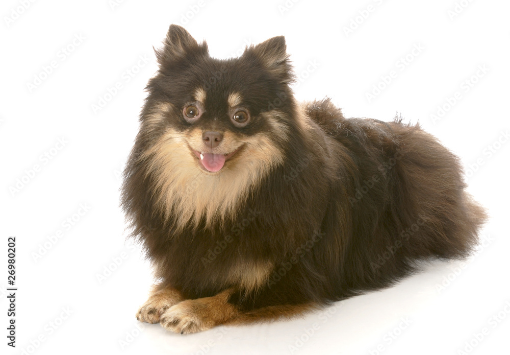 Obraz premium pomeranian puppy laying down