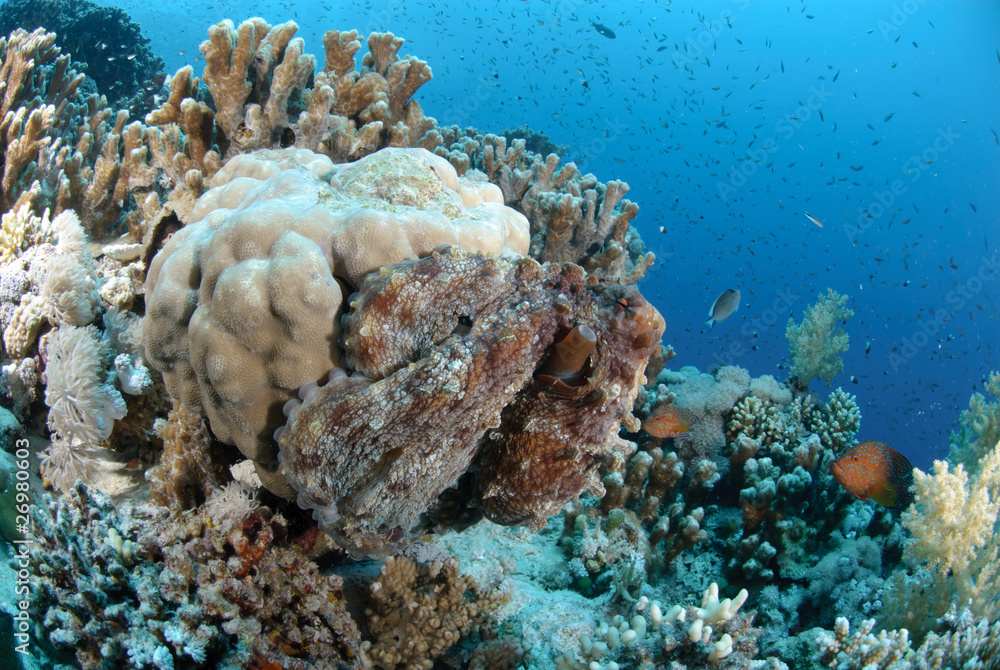 Common reef octopus Common reef octopus
